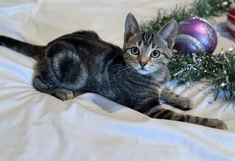 Enlarge Binx (female), a Adoptable mixed breed in Little Rock, AR image 3/5