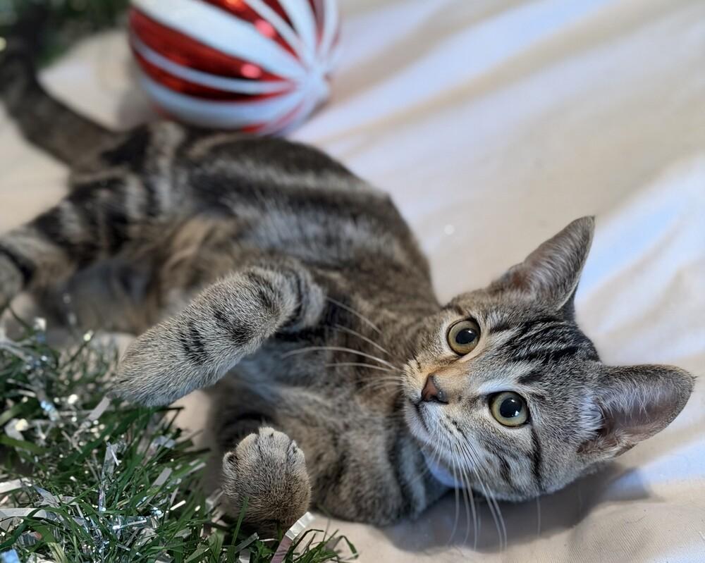 Enlarge Binx (female), a Adoptable mixed breed in Little Rock, AR image 4/5