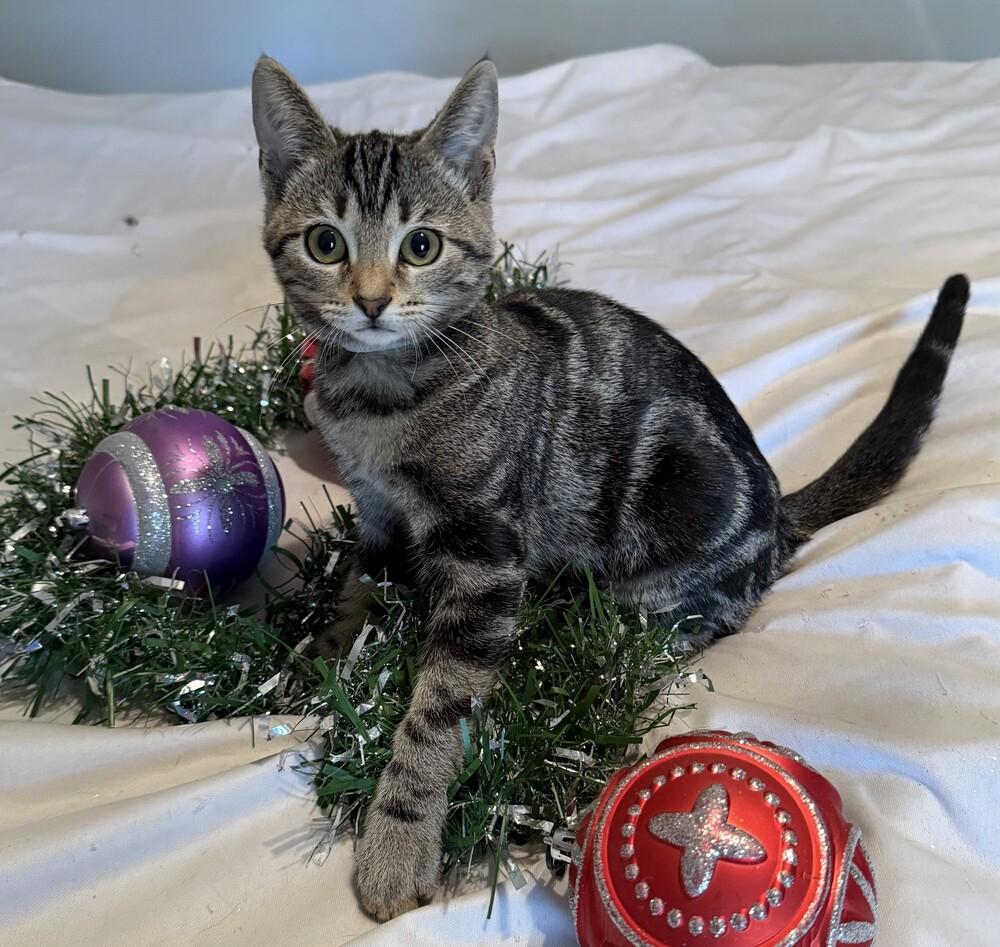 Enlarge Binx (female), a Adoptable mixed breed in Little Rock, AR image 5/5