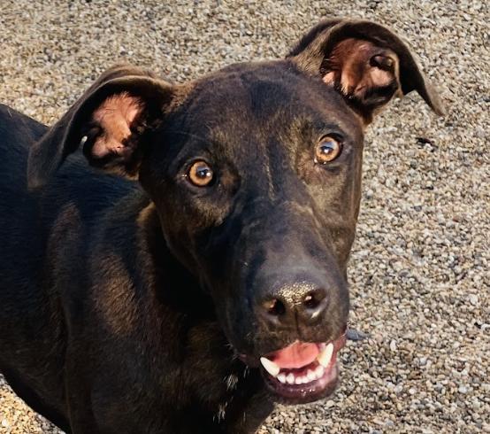 Rip Ranger — thumbnail 2