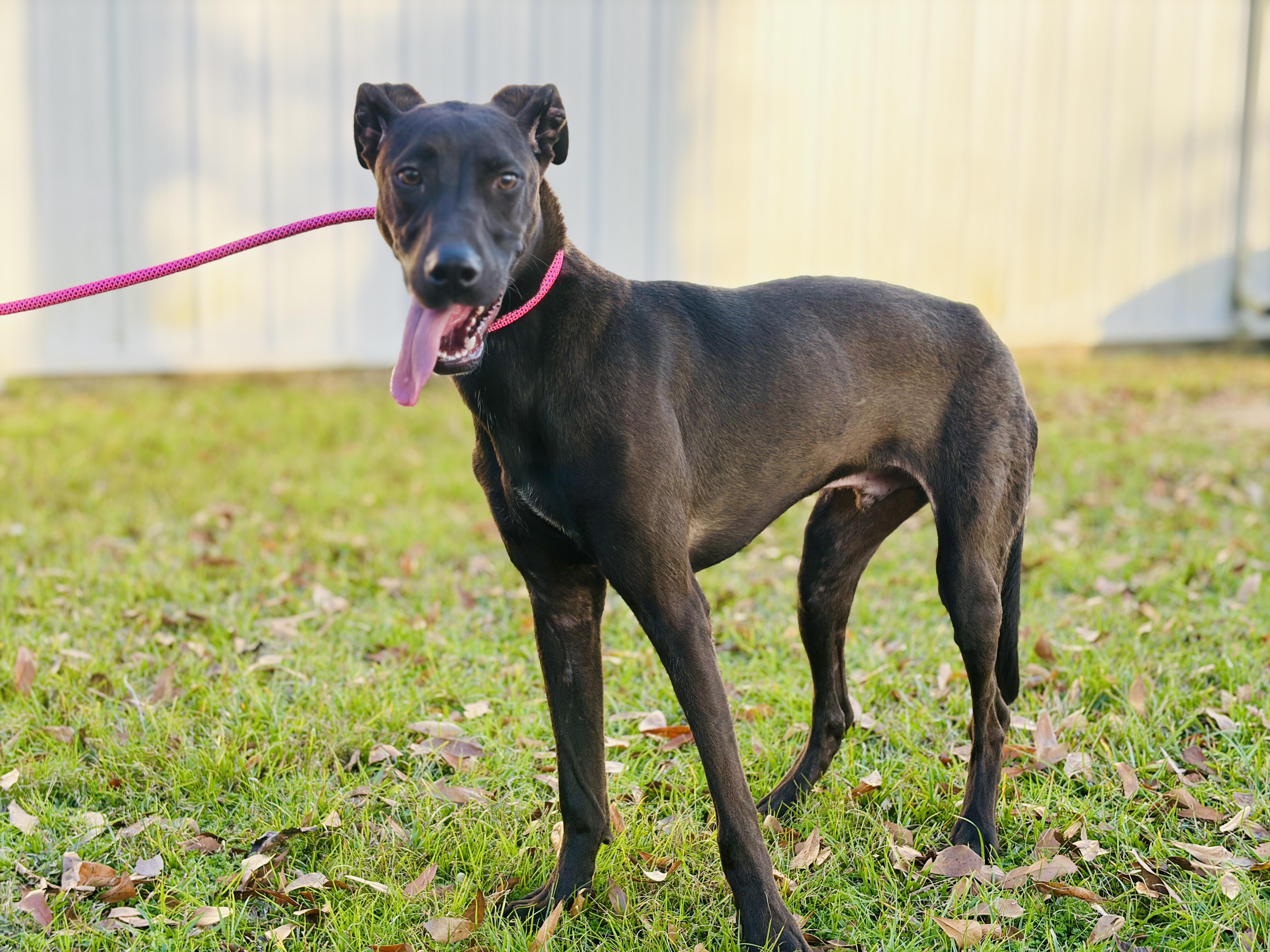 Rip Ranger — thumbnail 3