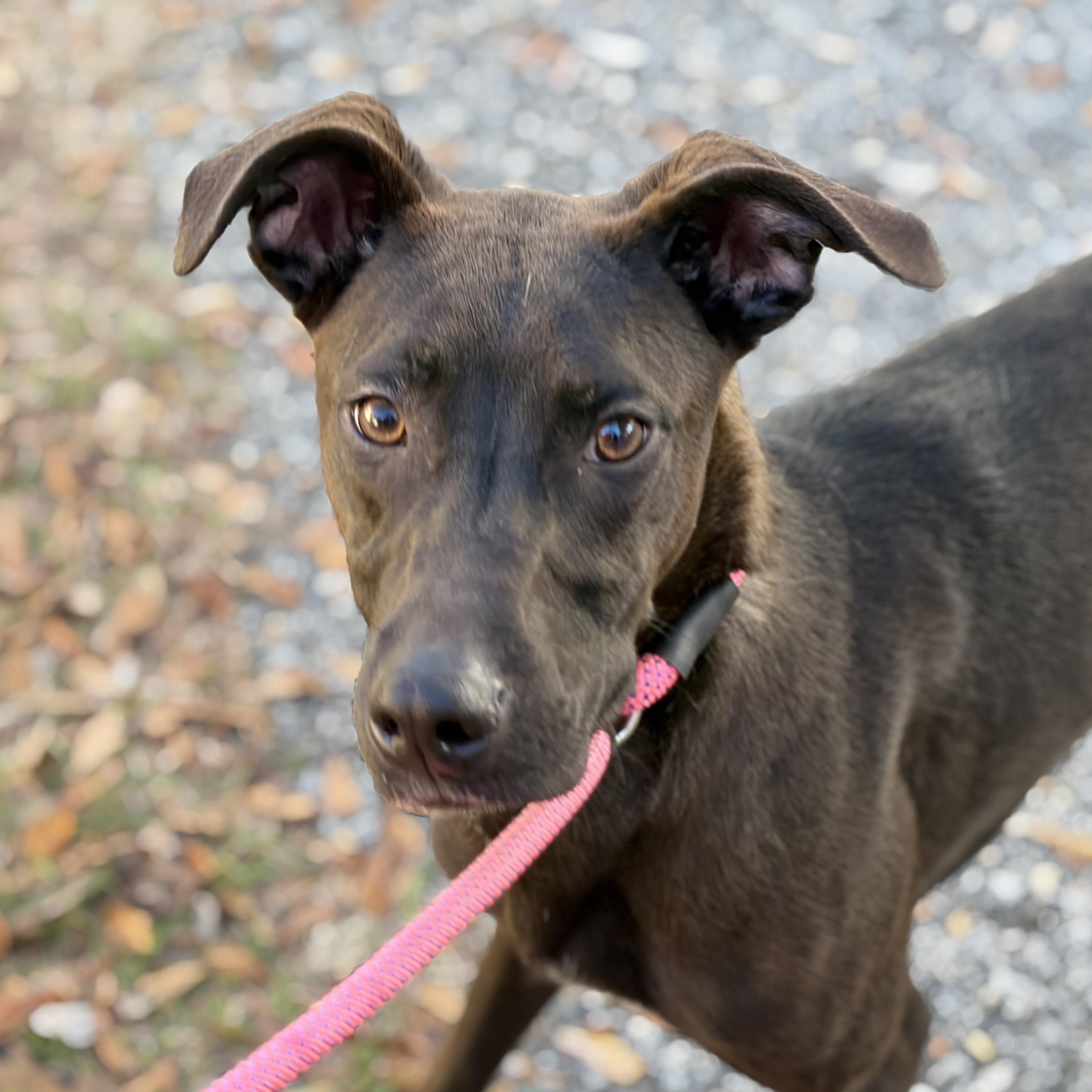 Rip Ranger — thumbnail 4