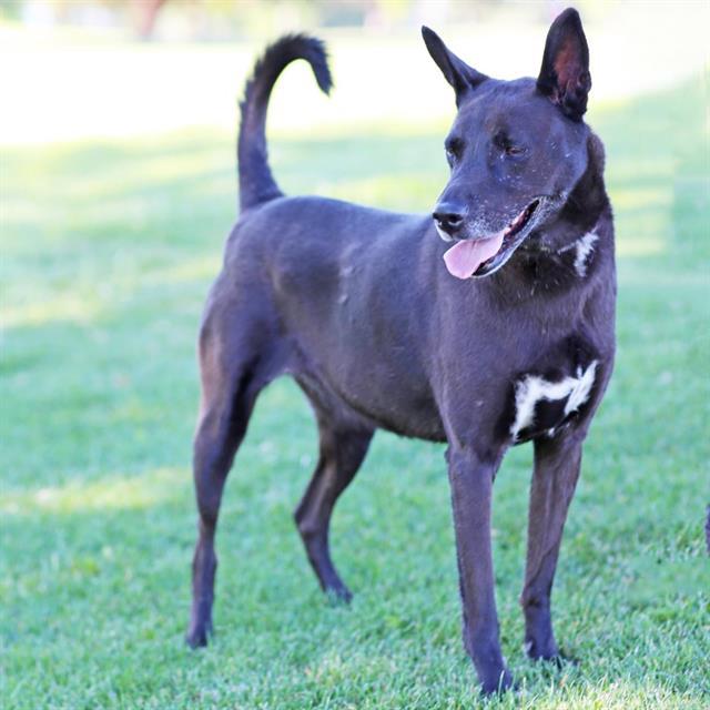 LUNA, Adoptable, Adult Female Australian Cattle Dog / Blue Heeler & German Shepherd Dog.