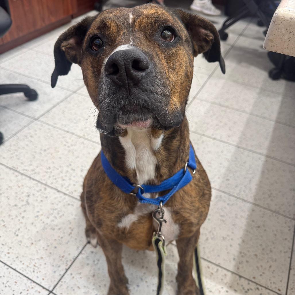 Enlarge Rex, a Adoptable mixed breed in West Palm Beach, FL image 1/6