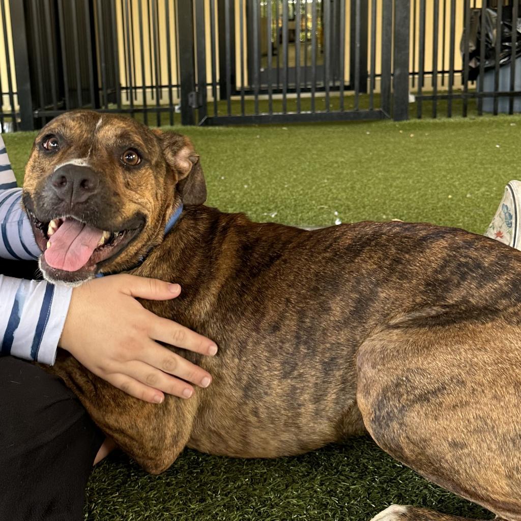 Enlarge Rex, a Adoptable mixed breed in West Palm Beach, FL image 2/6
