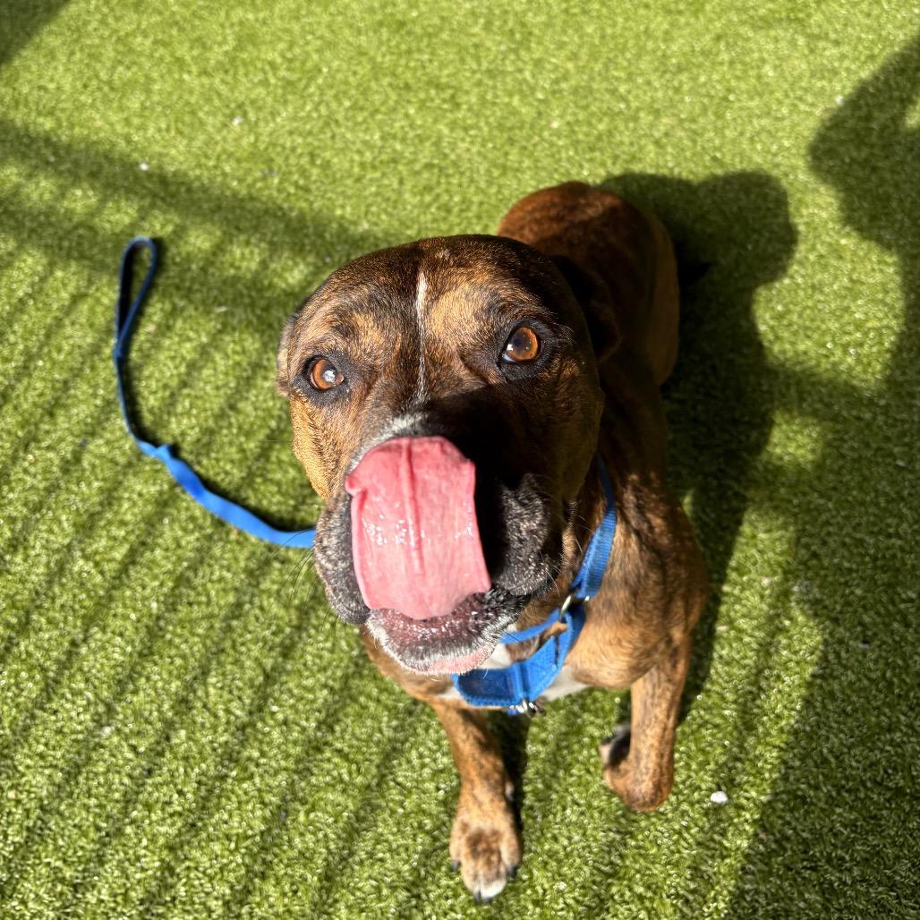Enlarge Rex, a Adoptable mixed breed in West Palm Beach, FL image 3/6