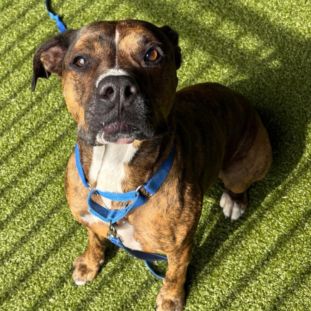 Enlarge Rex, a Adoptable mixed breed in West Palm Beach, FL image 4/6
