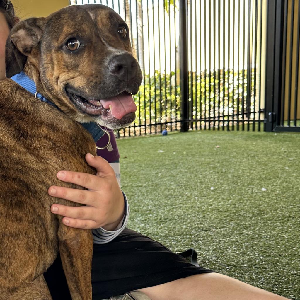 Enlarge Rex, a Adoptable mixed breed in West Palm Beach, FL image 5/6