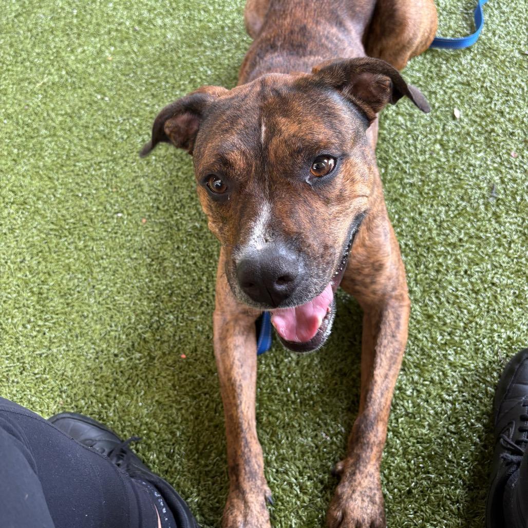 Enlarge Rex, a Adoptable mixed breed in West Palm Beach, FL image 6/6