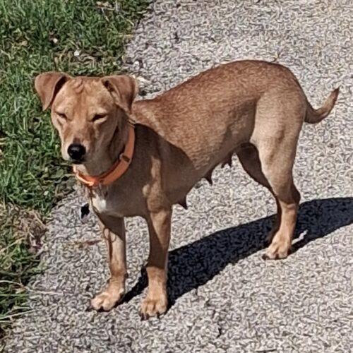 Shortcake, Adoptable, Adult Female Dachshund.