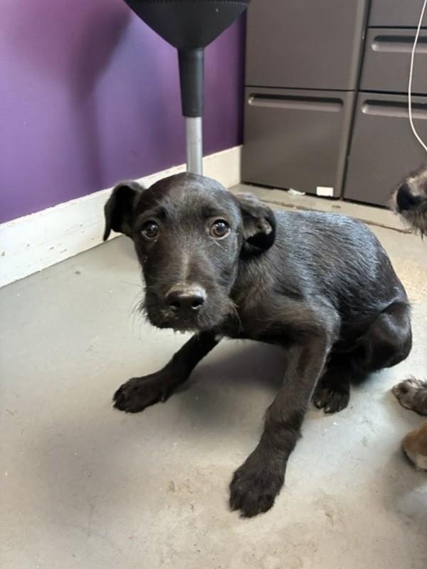 Enlarge *Fig*, a Adoptable mixed breed in Salt Lake City, UT image 2/2