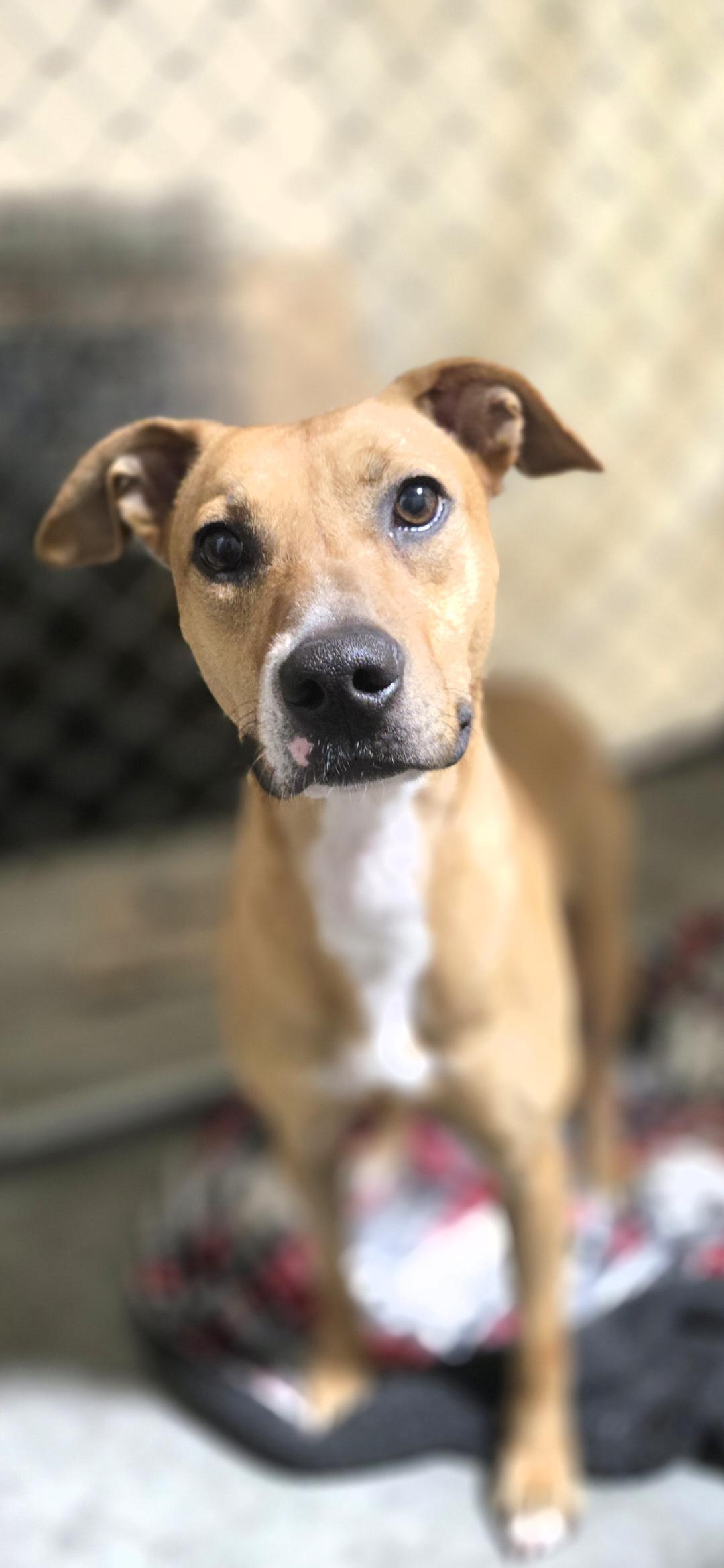 Lorelai, ADOPTABLE, Adult Female Pit Bull Terrier.
