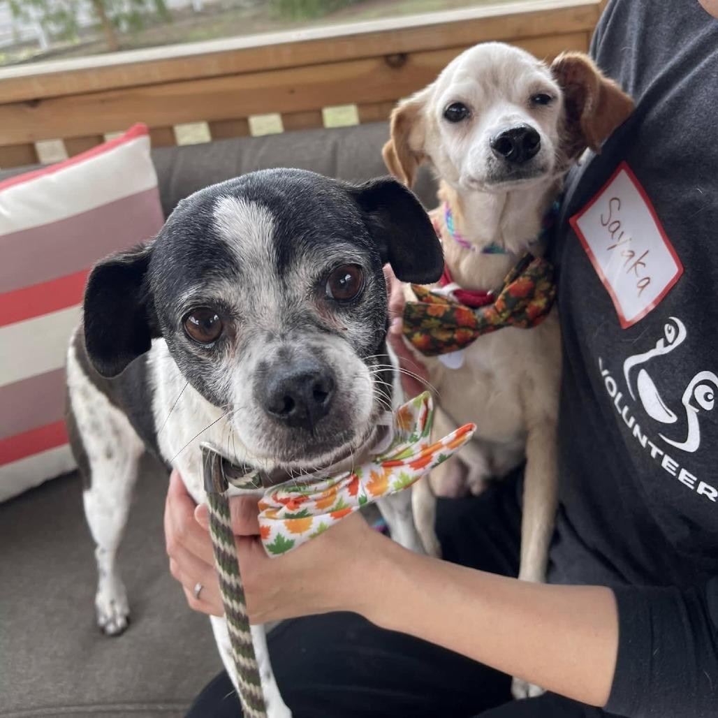 Scrappy, a Adoptable Chihuahua image 2/6