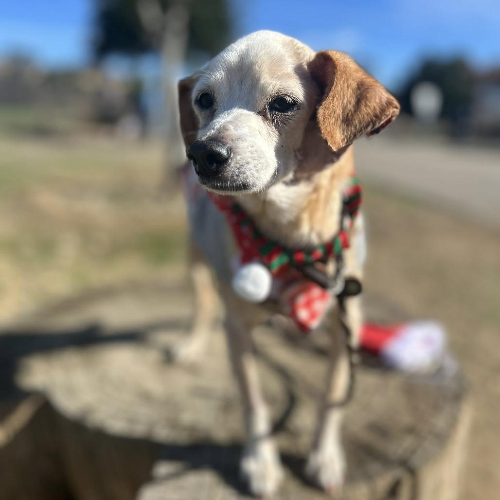 Scrappy, a Adoptable Chihuahua image 3/6