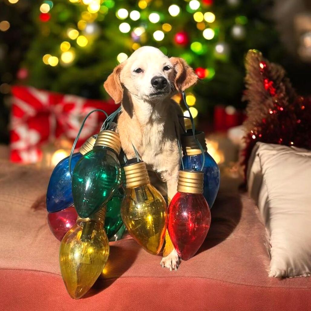 Scrappy, a Adoptable Chihuahua image 4/6