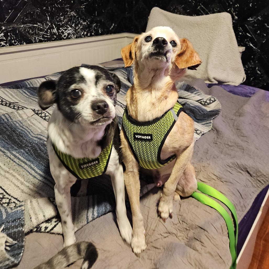 Scrappy, a Adoptable Chihuahua image 6/6