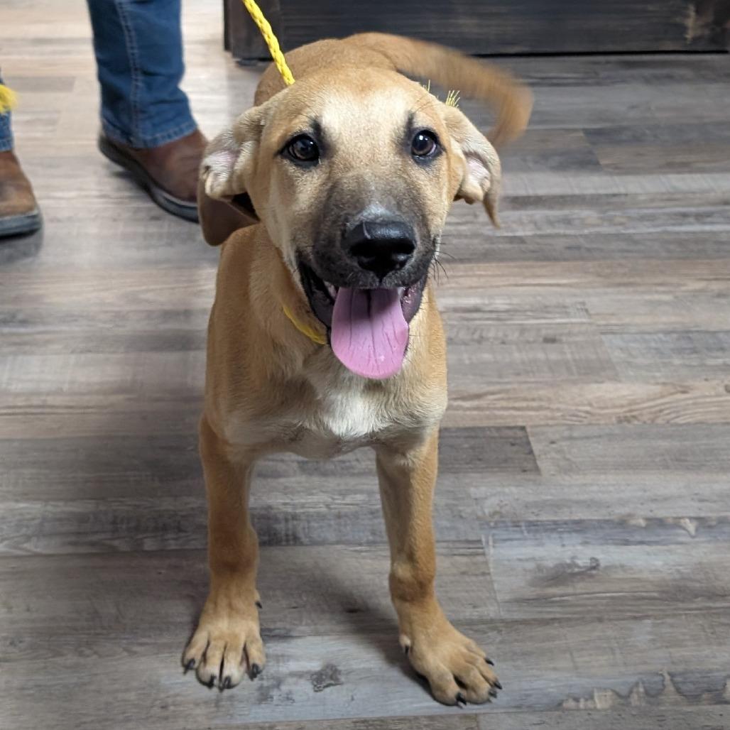 Setlist, Adoptable, Puppy Male Yellow Labrador Retriever & Hound.
