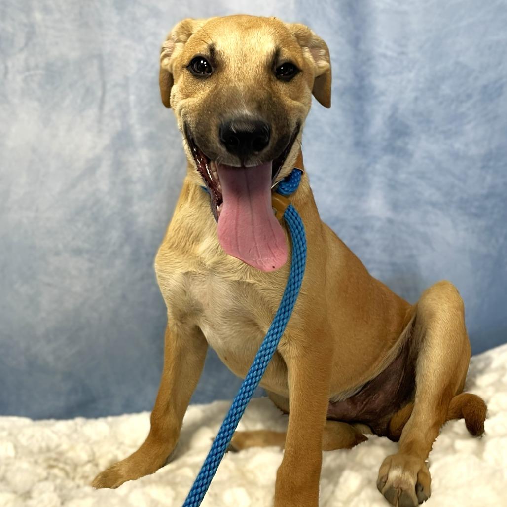 Enlarge Setlist, a Adoptable mixed breed in Buchanan Dam, TX image 2/2