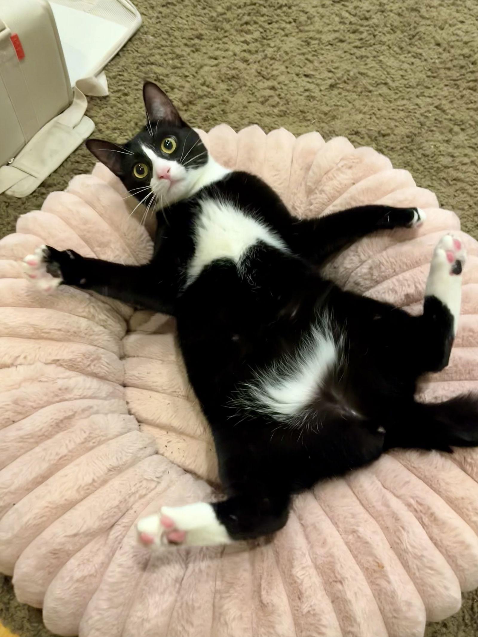 Enlarge Maggie, a Adopted Domestic Short Hair in Long Beach, CA image 1/3