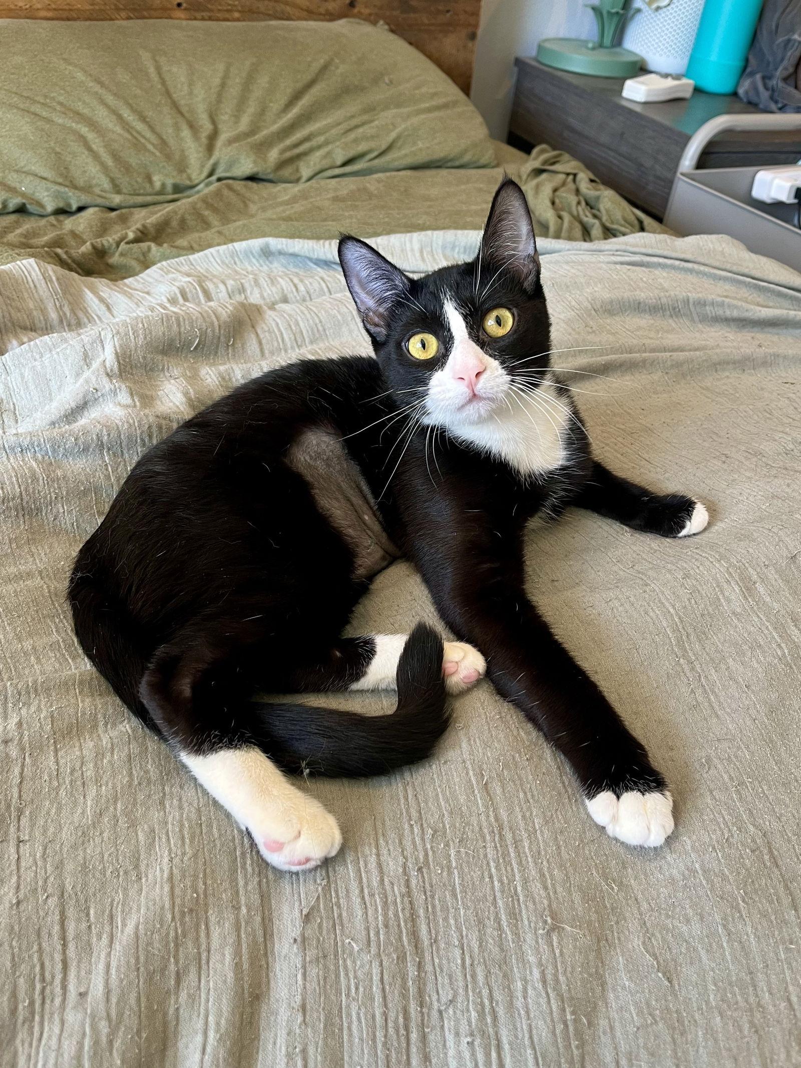 Maggie, a Adoptable Domestic Short Hair in Long Beach, CA image 2/3