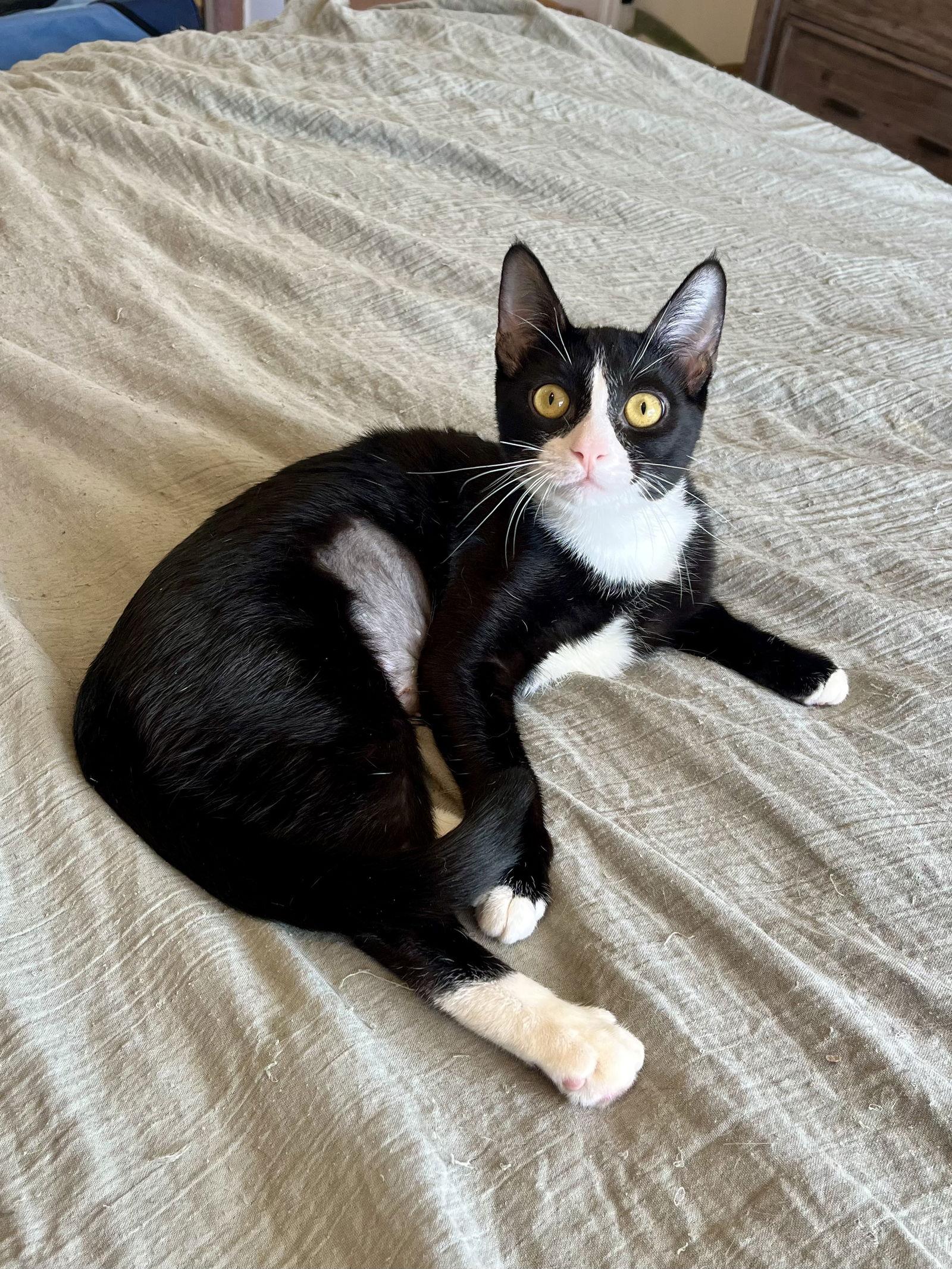 Maggie, a Adoptable Domestic Short Hair in Long Beach, CA image 3/3