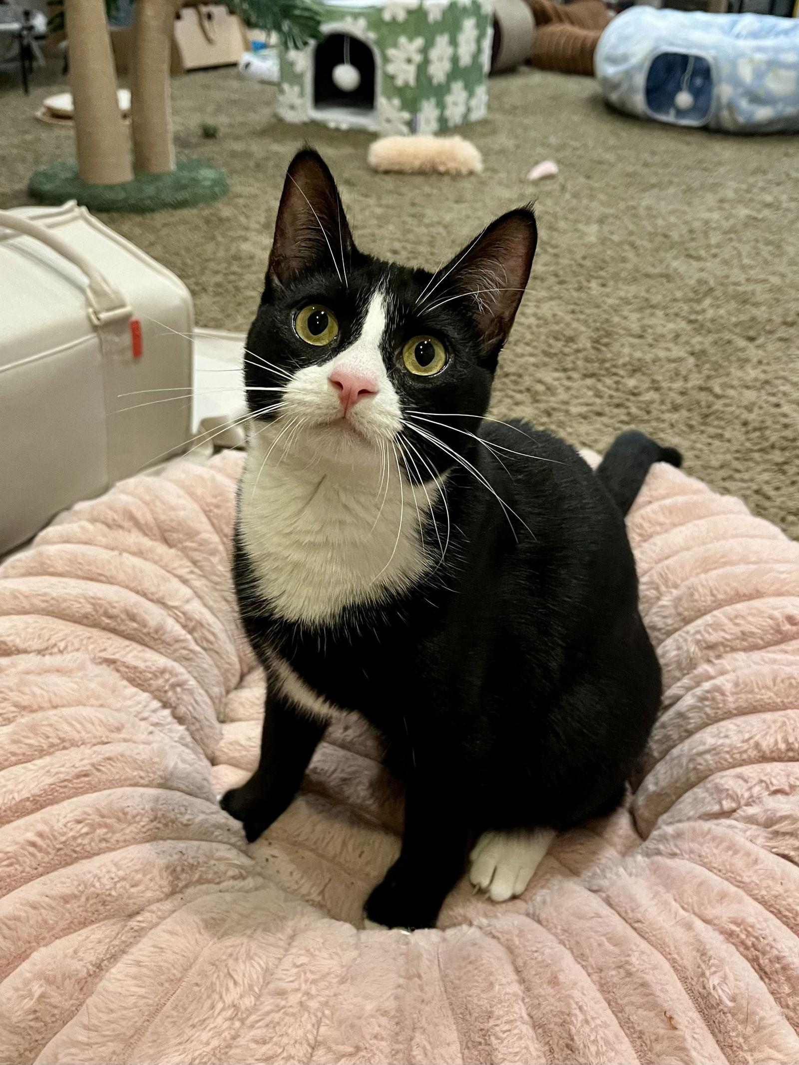 Enlarge Maggie, a Adopted Domestic Short Hair in Long Beach, CA image 2/3