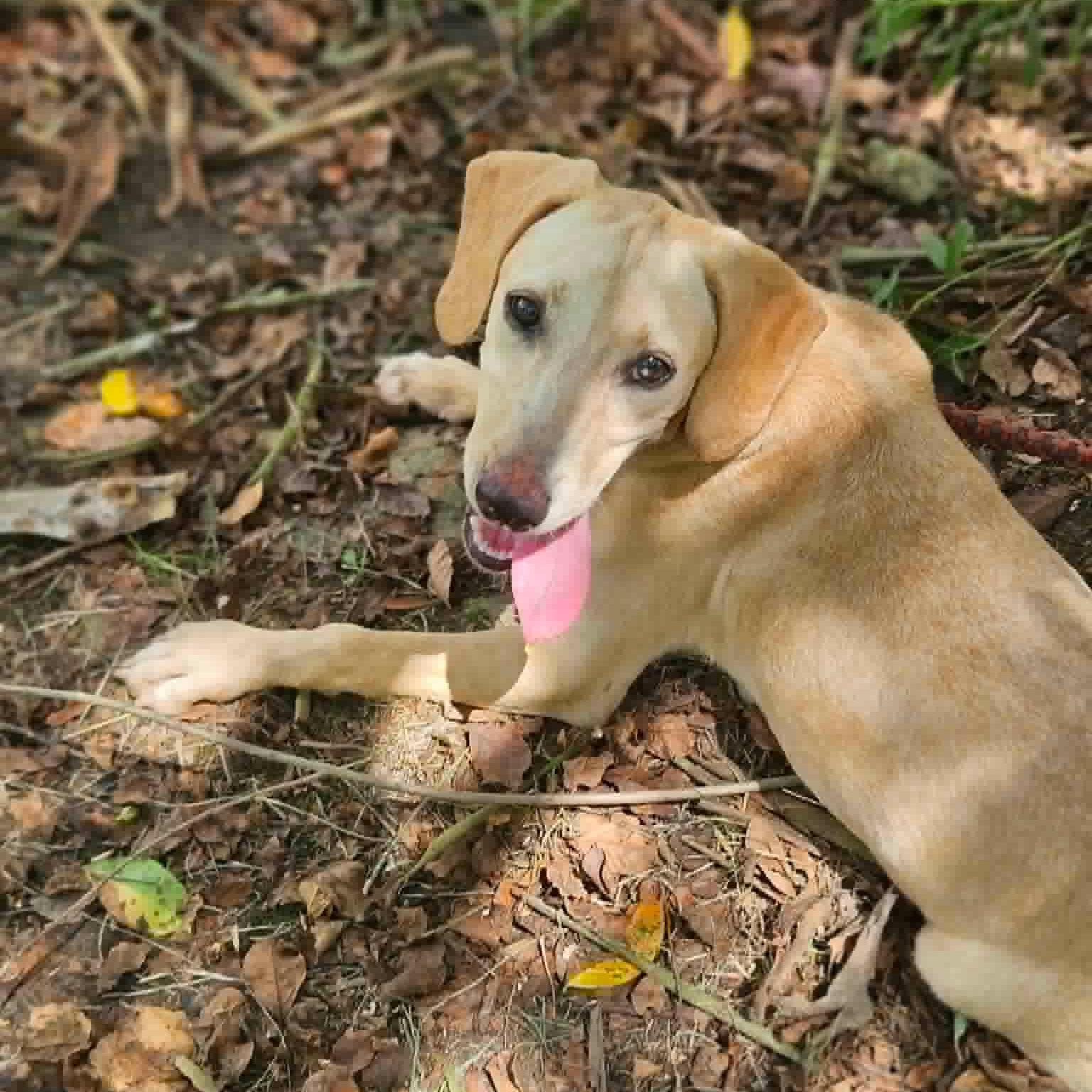 Sunny, a ADOPTABLE mixed breed in Bethpage, NY image 4/6