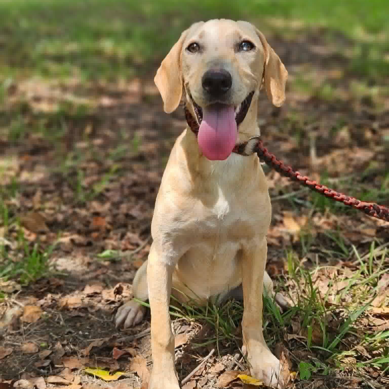 Sunny, ADOPTABLE, Young Female Beagle & Labrador Retriever.