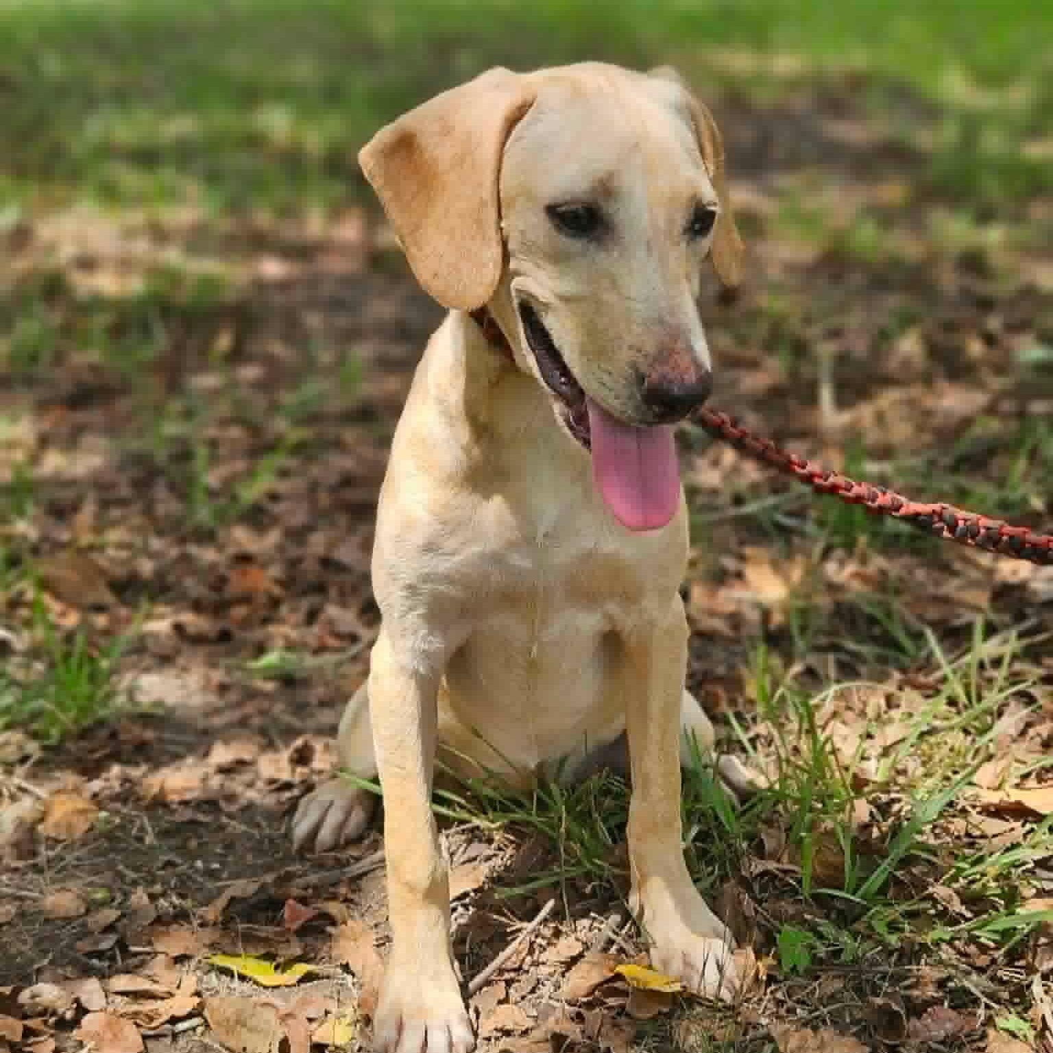 Sunny, a ADOPTABLE mixed breed in Bethpage, NY image 6/6