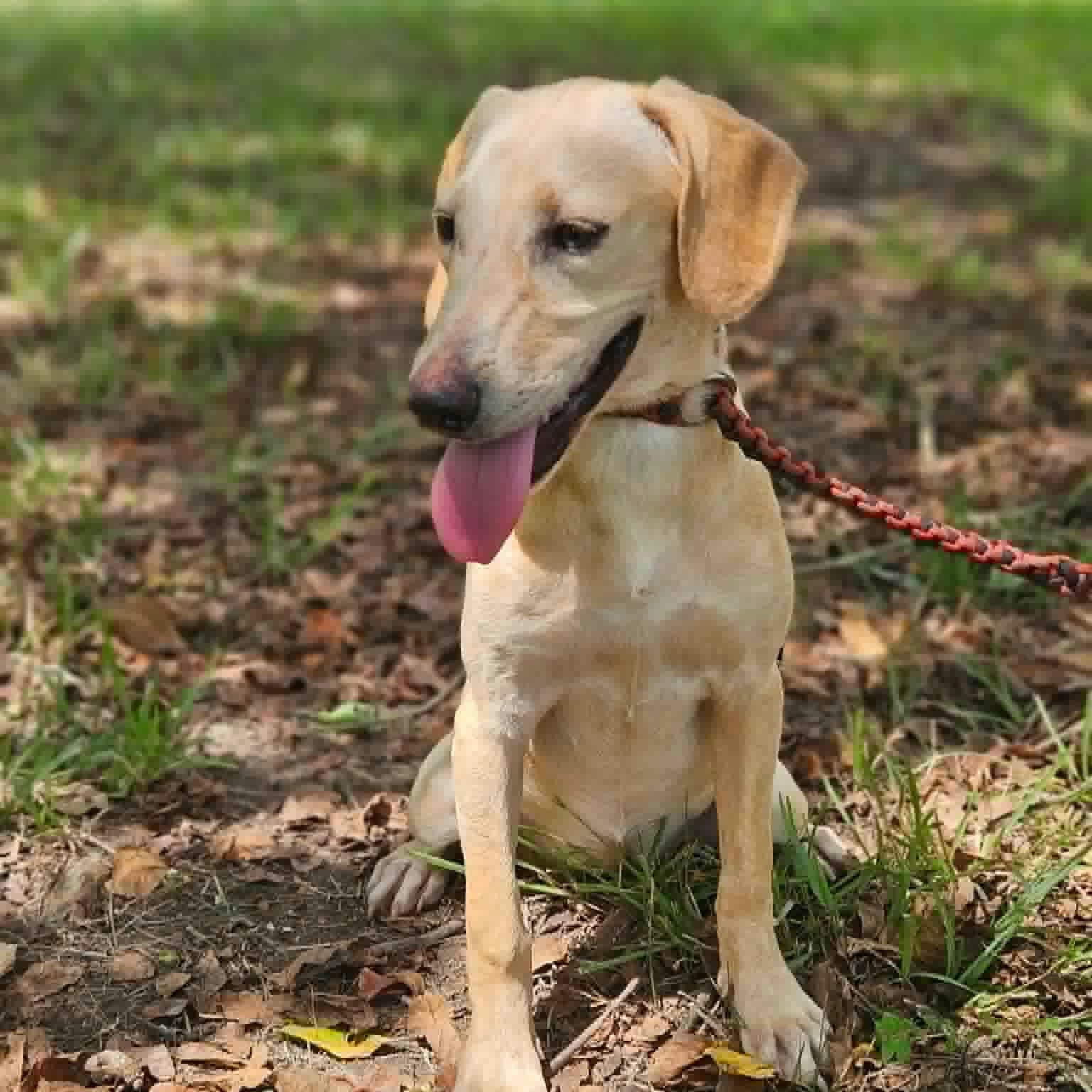 Sunny, a ADOPTABLE mixed breed in Bethpage, NY image 2/6