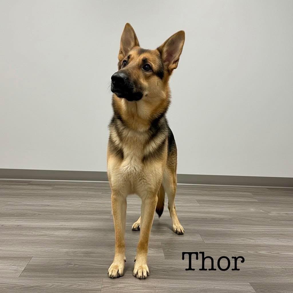 Thor, a ADOPTABLE German Shepherd Dog in South Amboy, NJ image 2/3