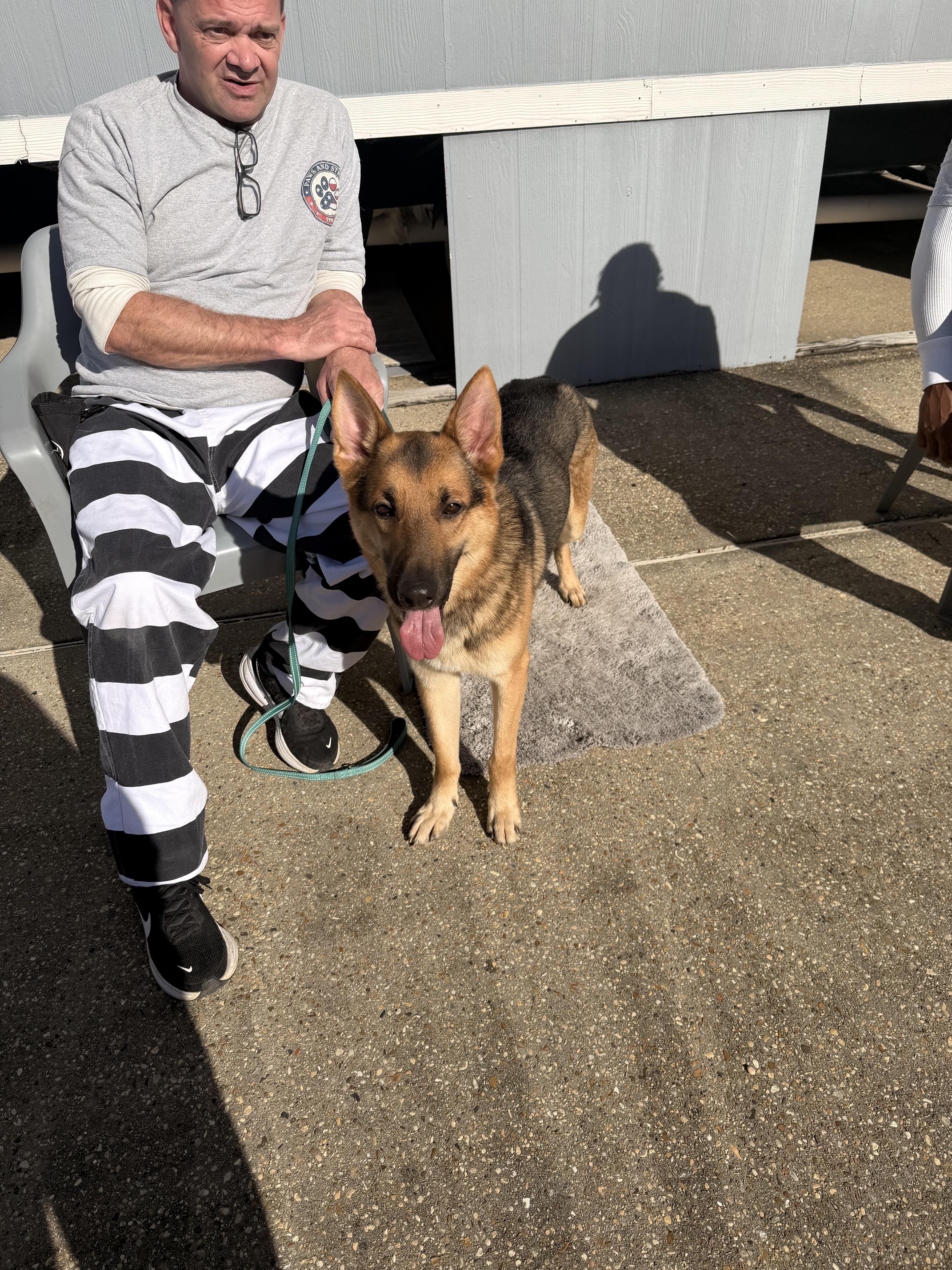 Thor, a ADOPTABLE German Shepherd Dog in South Amboy, NJ image 3/3