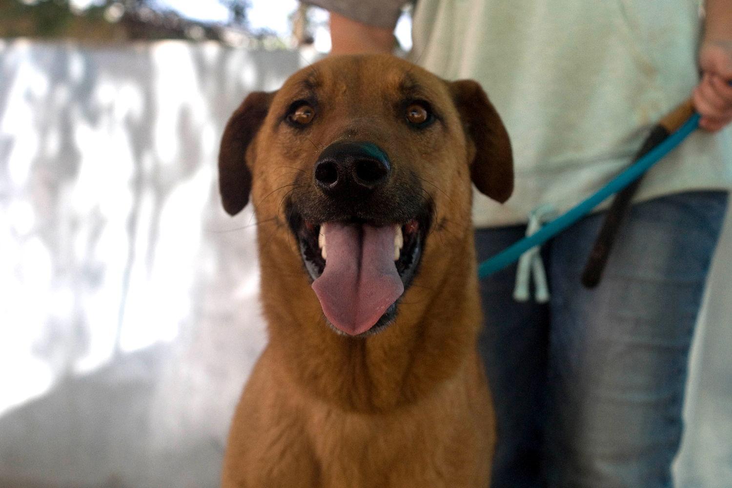 Enlarge Buster - **, a Adoptable Labrador Retriever in Apple Valley, CA image 1/3