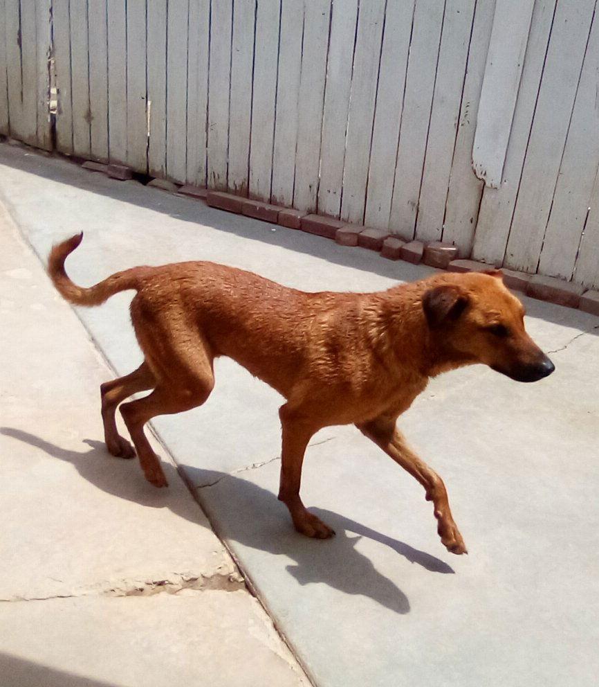 Enlarge Buster - **, a Adoptable Labrador Retriever in Apple Valley, CA image 2/3