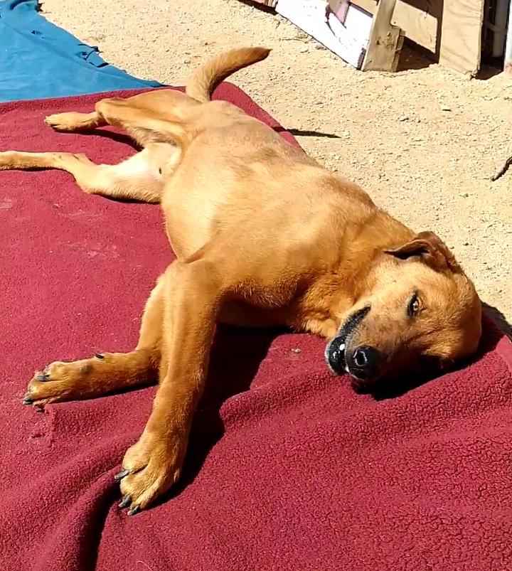 Enlarge Buster - **, a Adoptable Labrador Retriever in Apple Valley, CA image 3/3