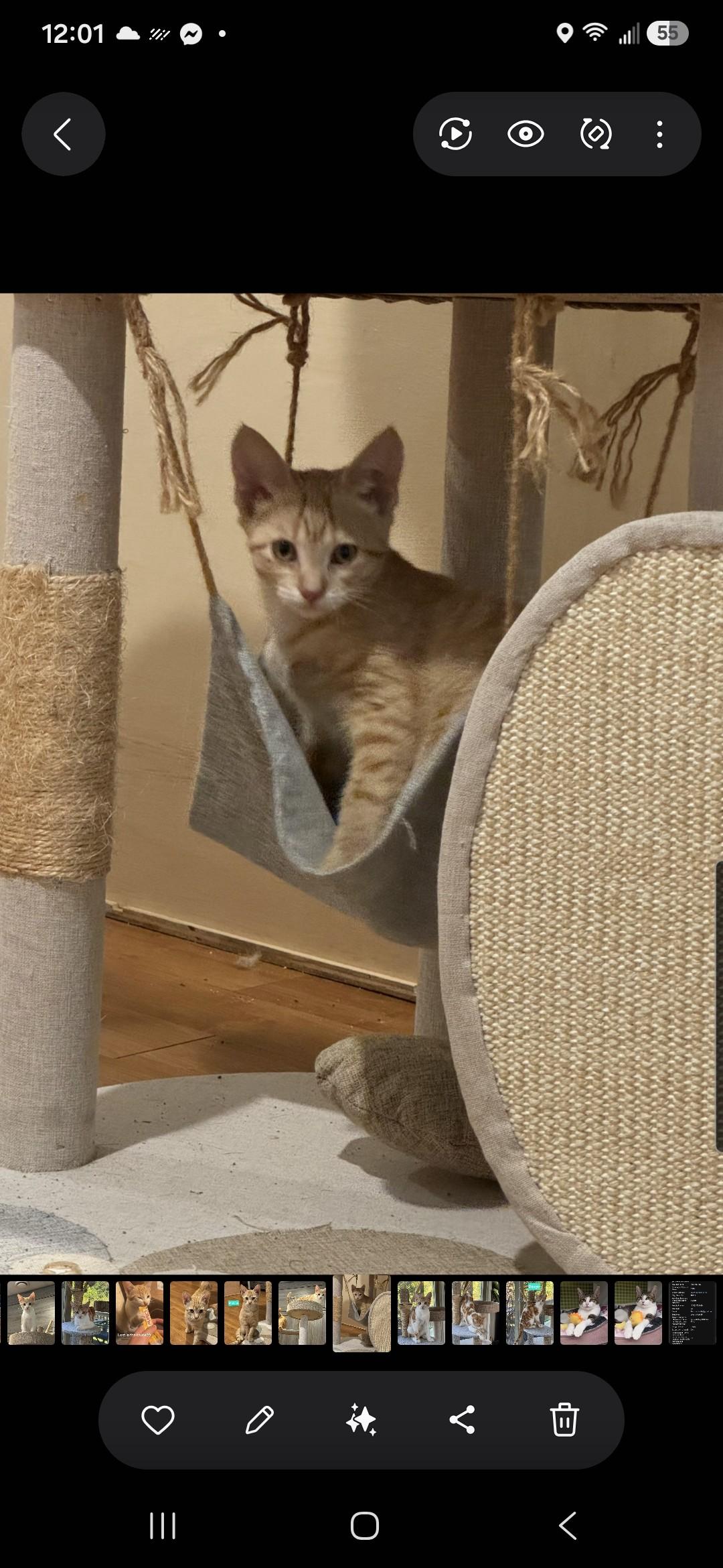 Enlarge Matcha and Dango, a Adoptable Domestic Short Hair in Brighton, MI image 4/5