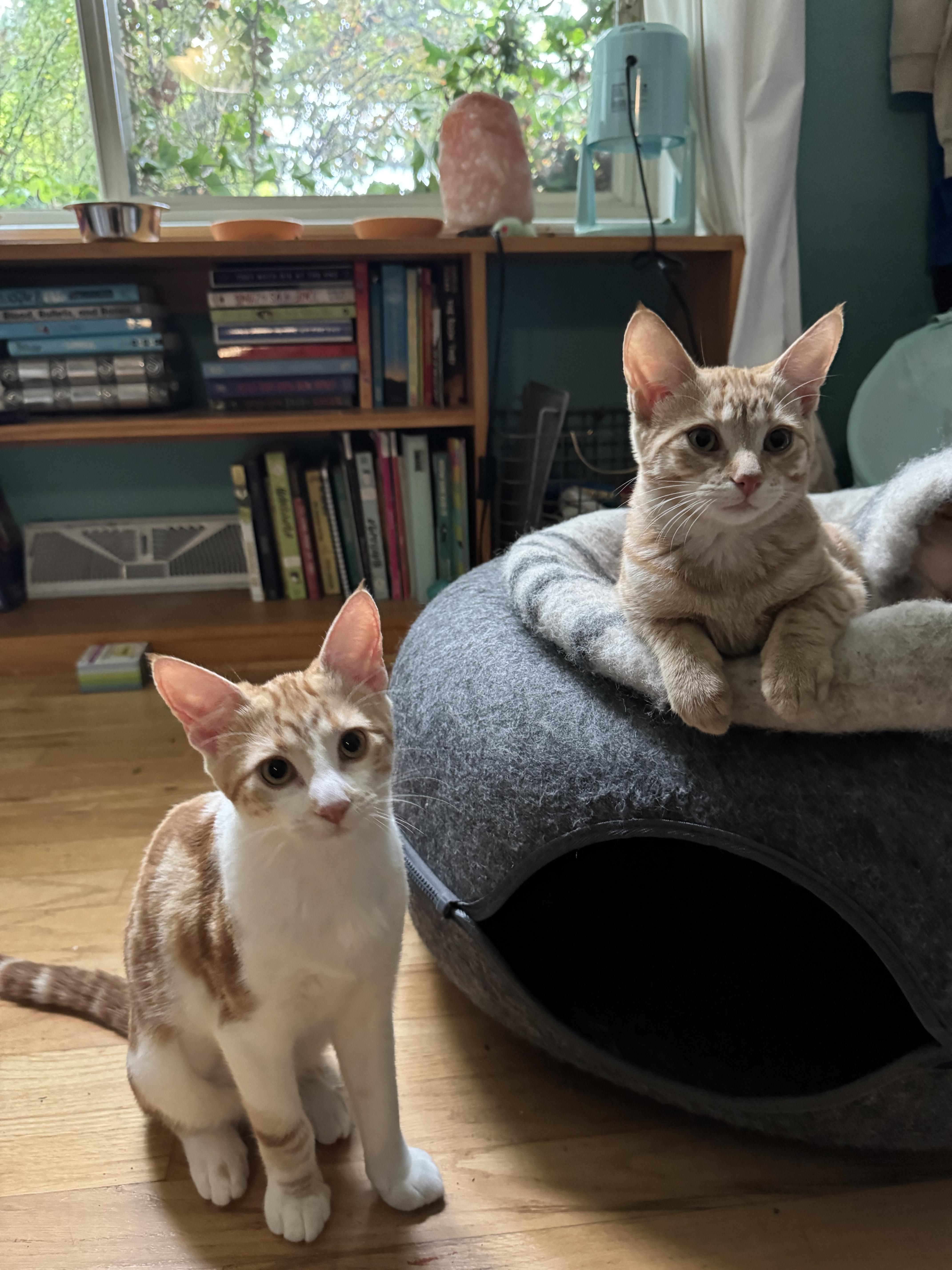 Enlarge Matcha and Dango, a Adoptable Domestic Short Hair in Brighton, MI image 3/5