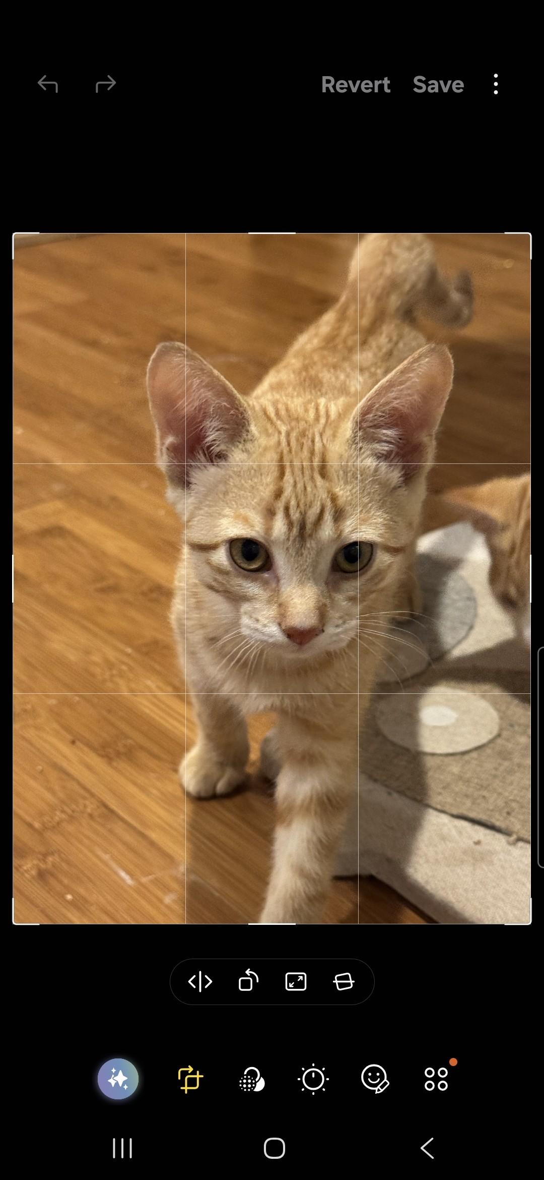 Enlarge Matcha and Dango, a Adoptable Domestic Short Hair in Brighton, MI image 5/5