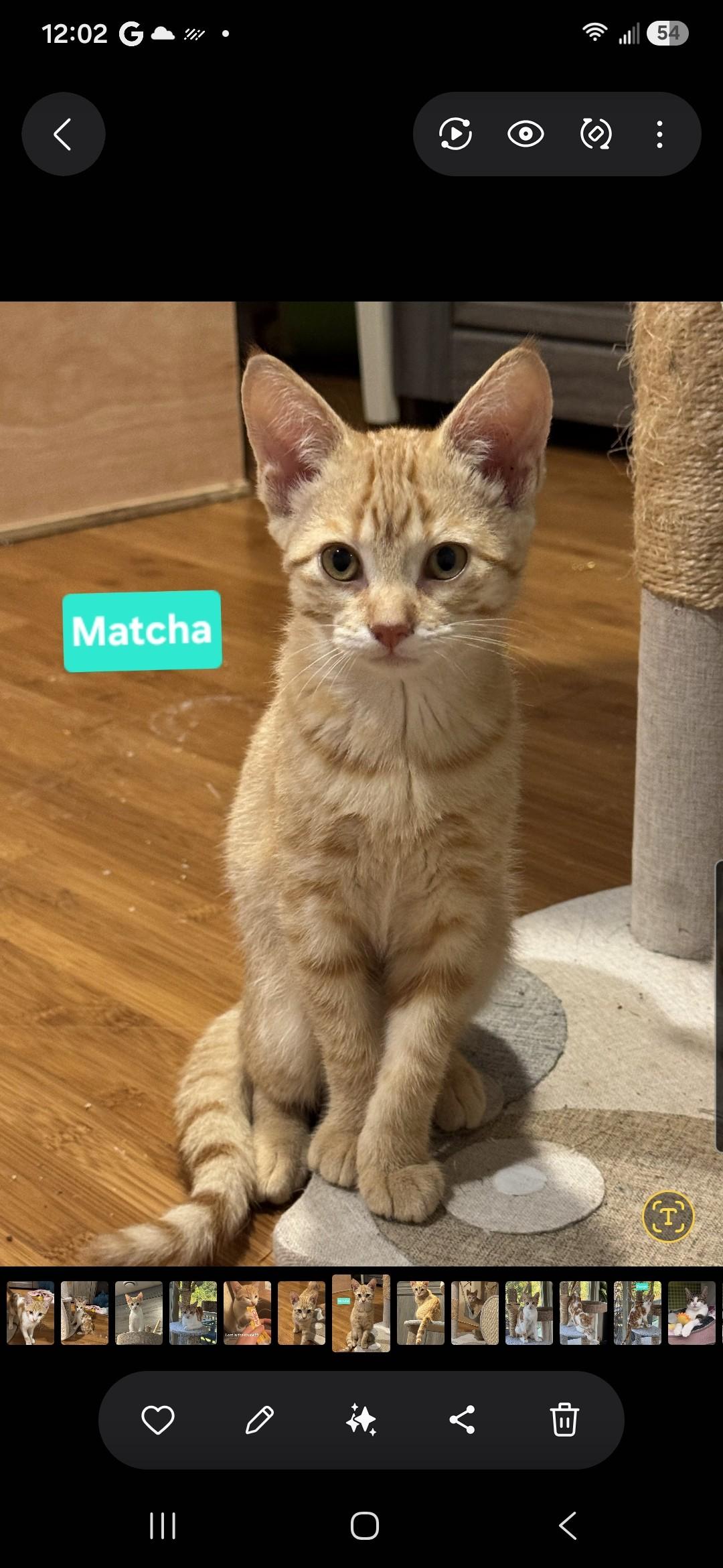 Enlarge Matcha and Dango, a Adoptable Domestic Short Hair in Brighton, MI image 2/5