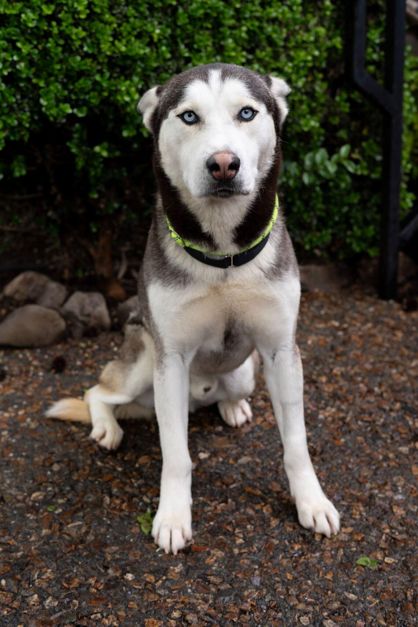 Enlarge Ocean, a ADOPTABLE Siberian Husky in Rohnert Park, CA image 3/6