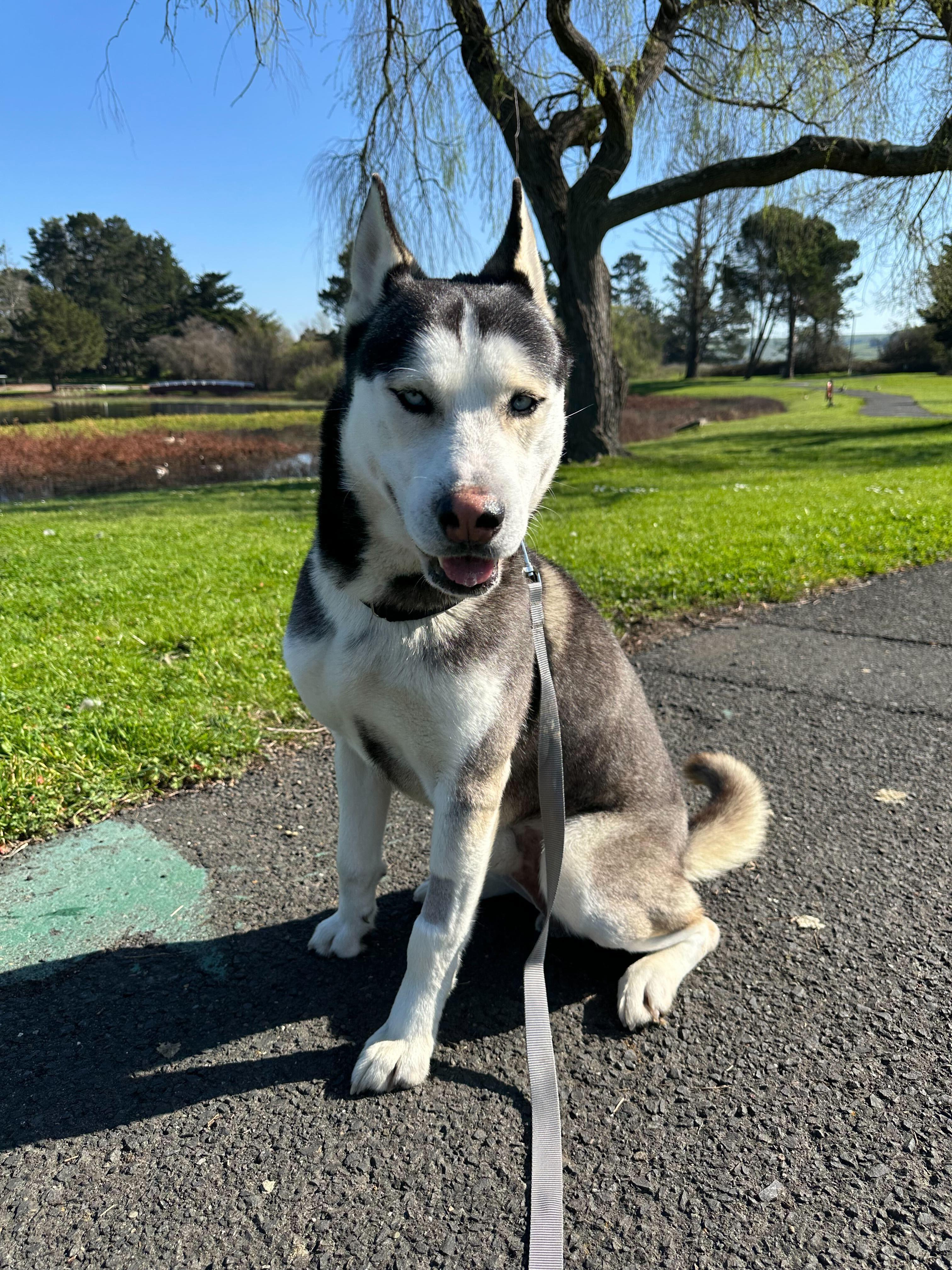 Enlarge Ocean, a ADOPTABLE Siberian Husky in San Rafael, CA image 4/6