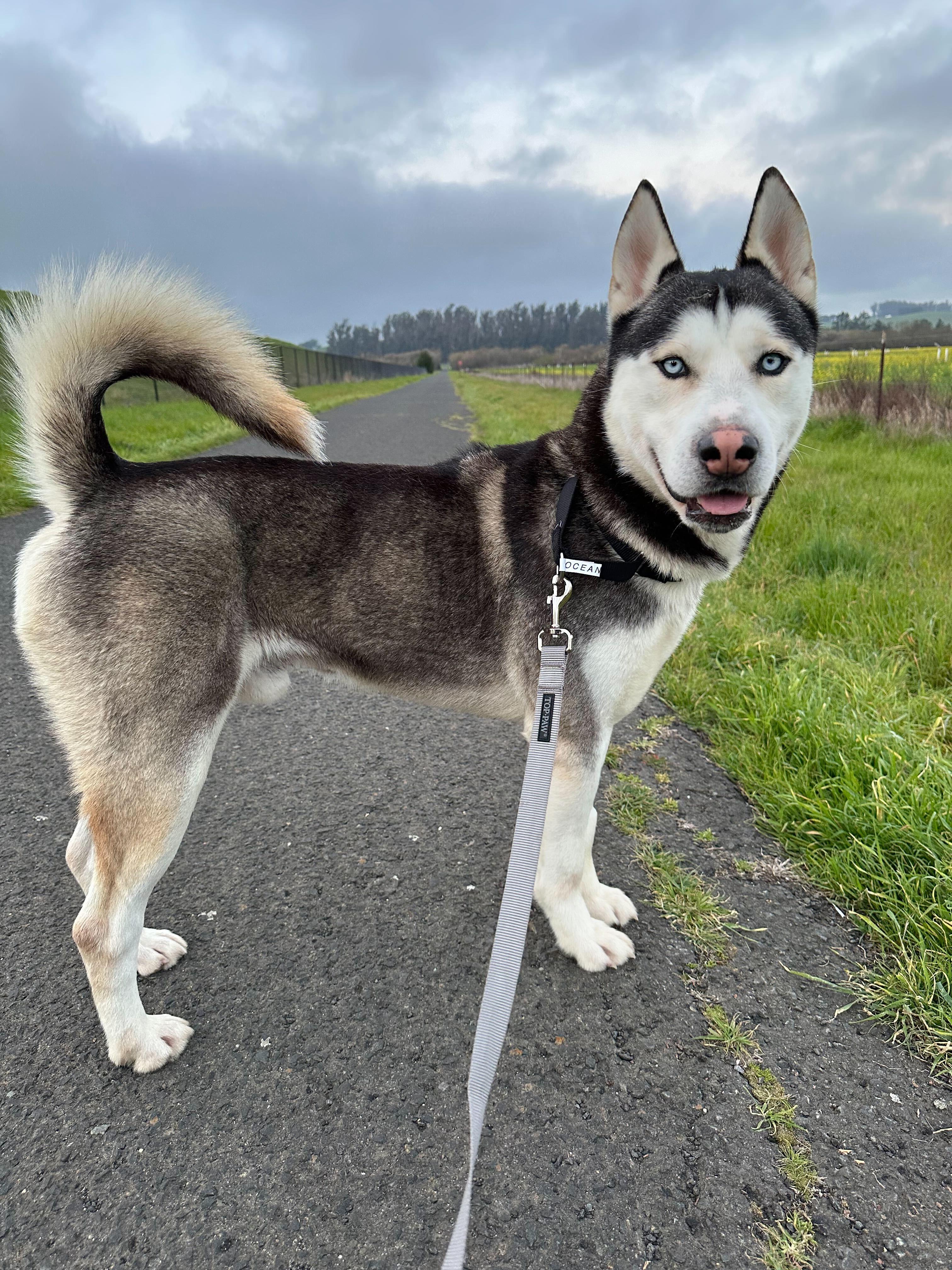 Enlarge Ocean, a ADOPTABLE Siberian Husky in San Rafael, CA image 2/6