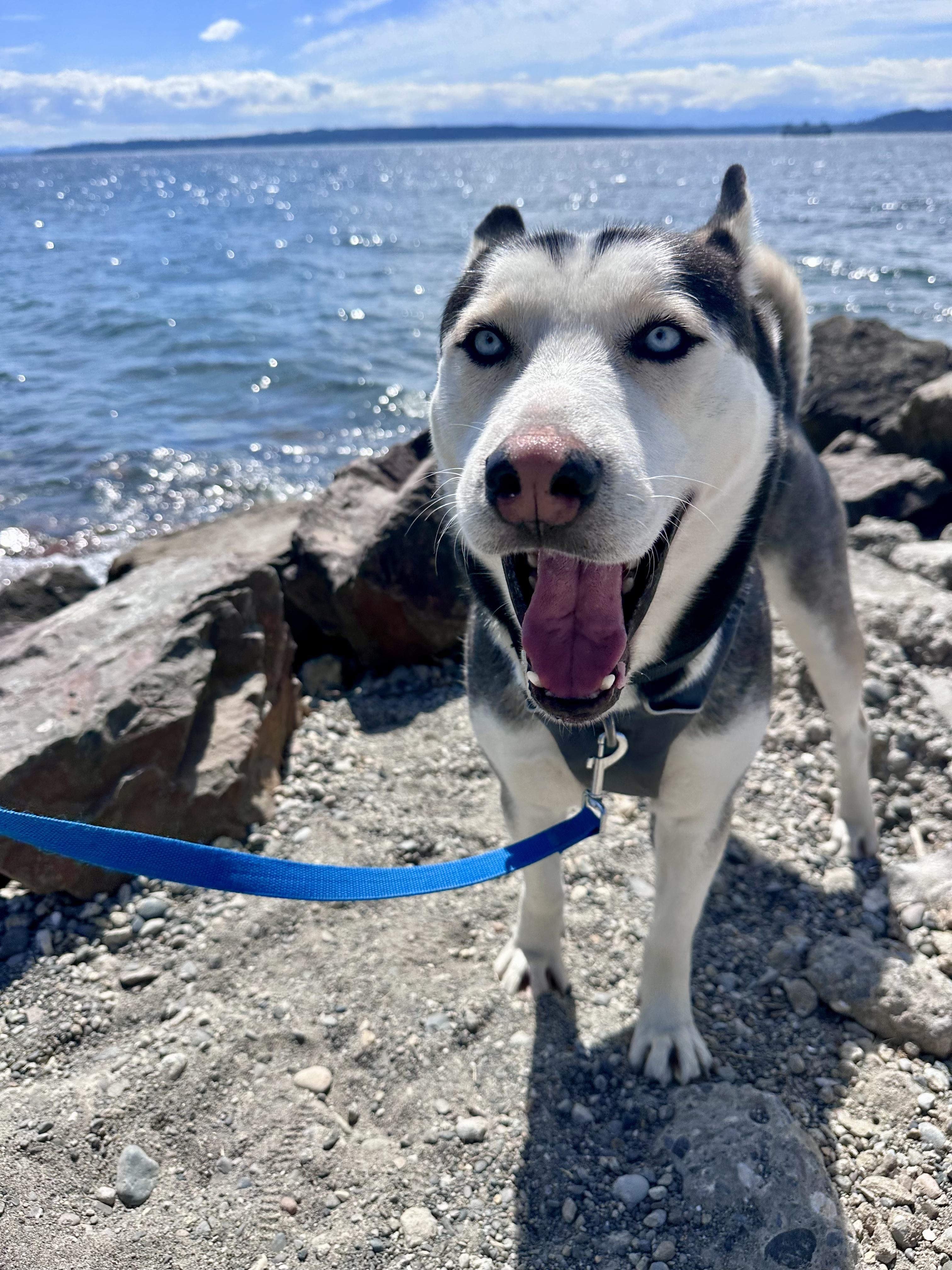 Ocean, ADOPTABLE, Young Male Siberian Husky & Pit Bull Terrier.