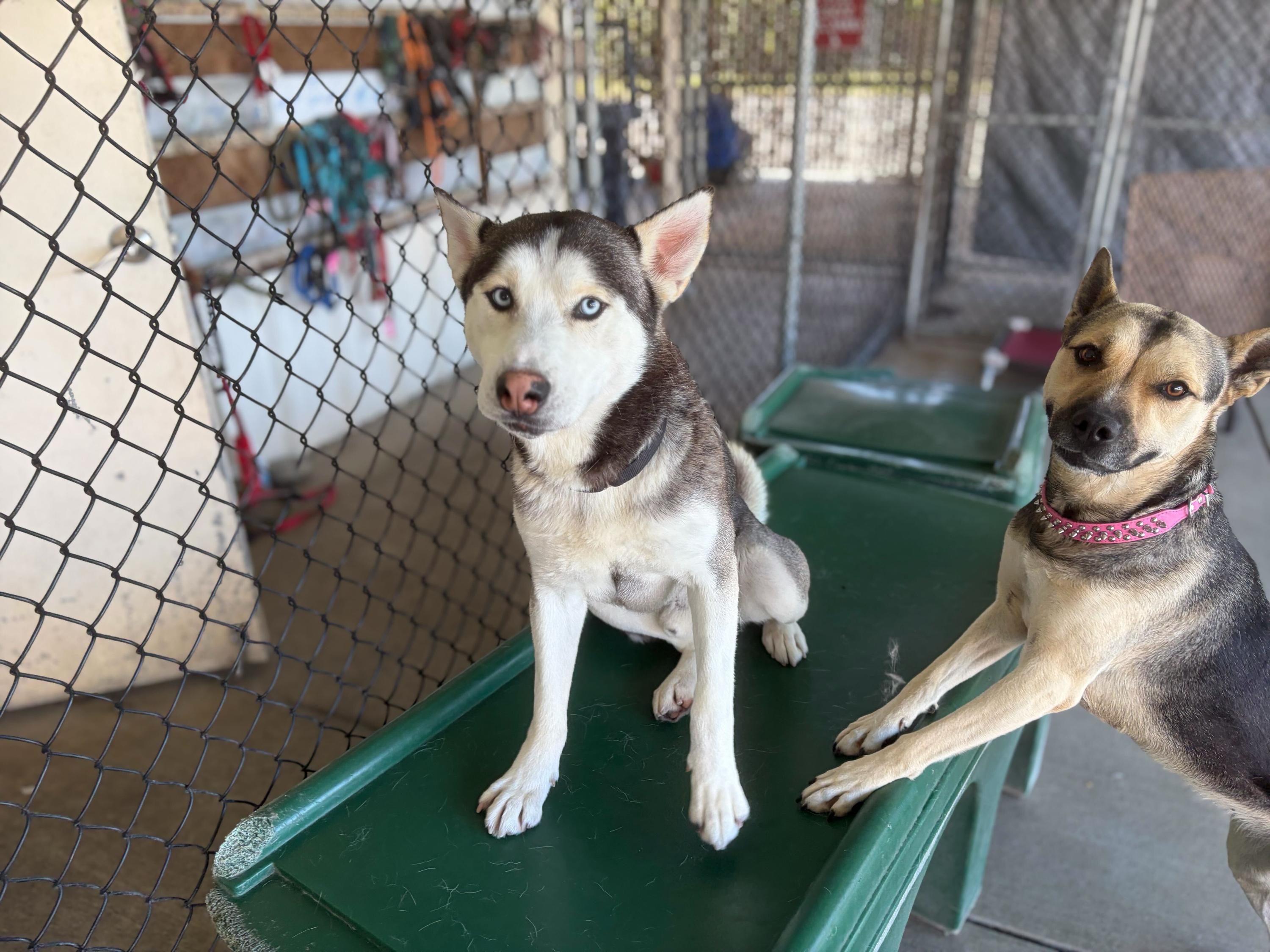 Enlarge Ocean, a ADOPTABLE Siberian Husky in Rohnert Park, CA image 6/6
