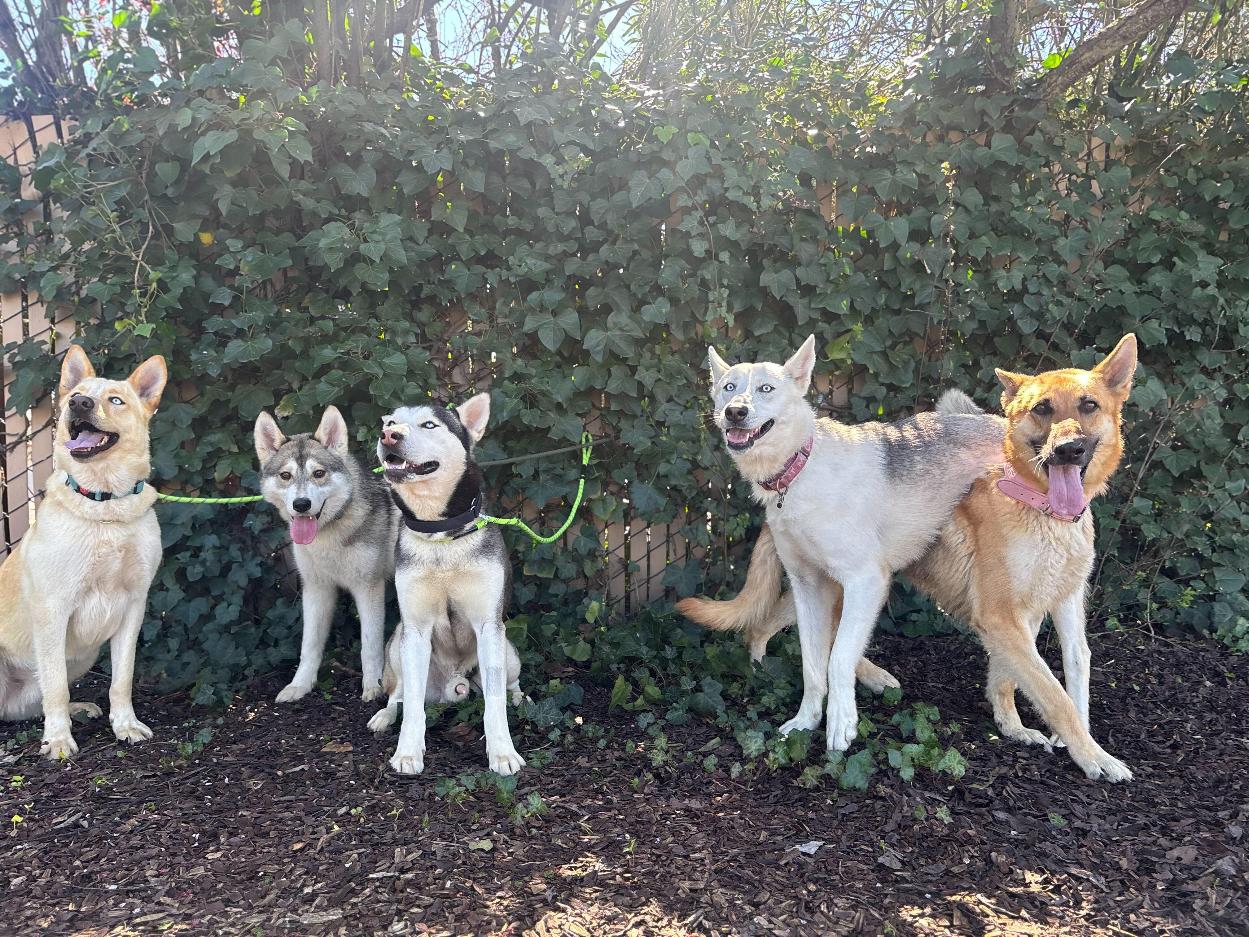 Enlarge Ocean, a ADOPTABLE Siberian Husky in San Rafael, CA image 6/6