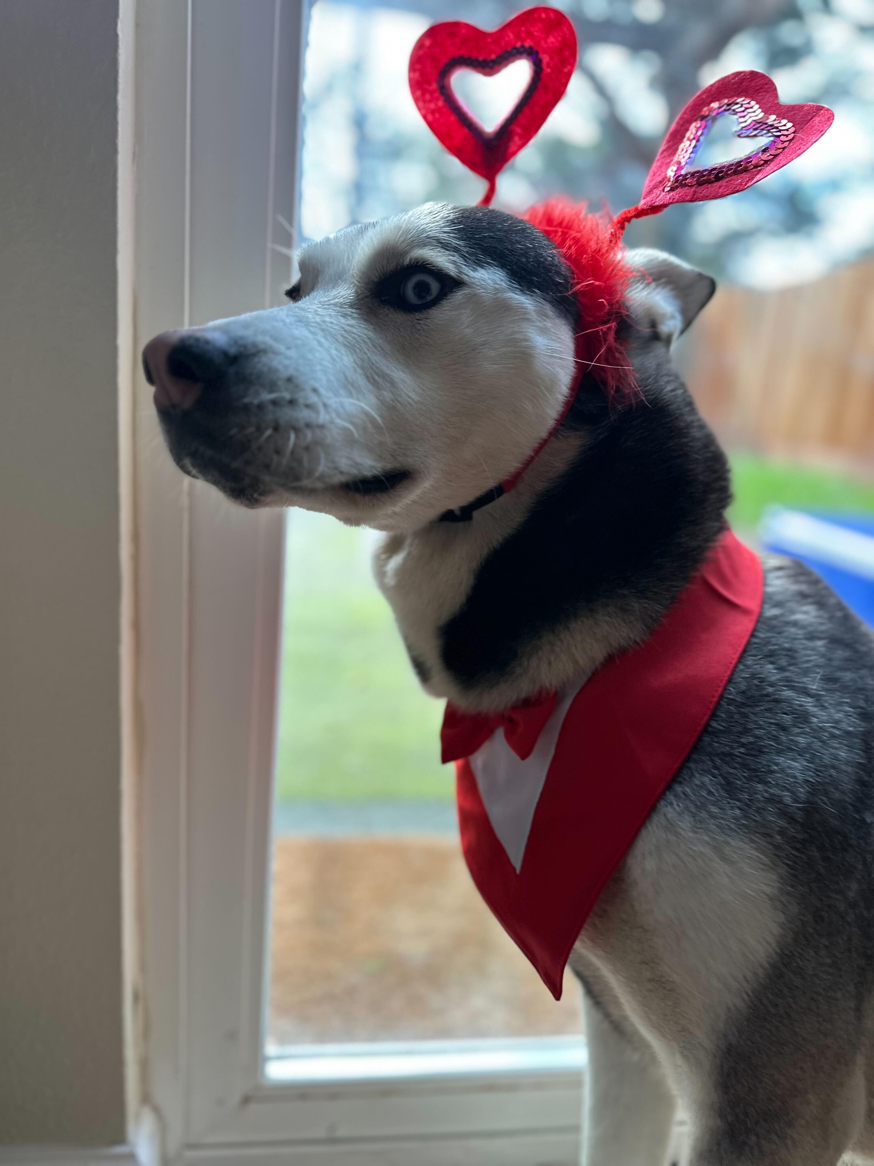 Ocean, ADOPTABLE, Adult Male Siberian Husky.