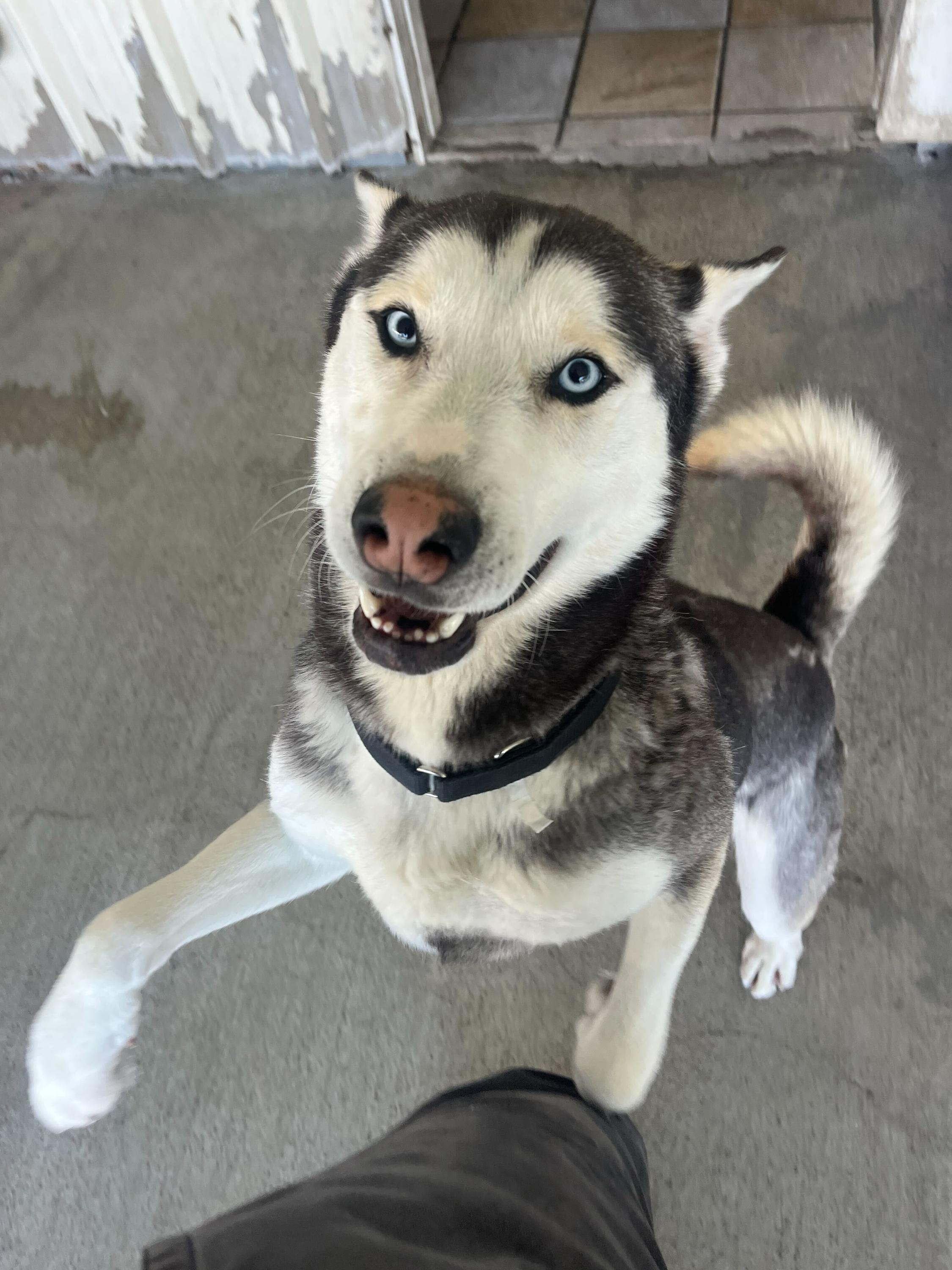 Ocean, ADOPTABLE, Adult Male Siberian Husky.