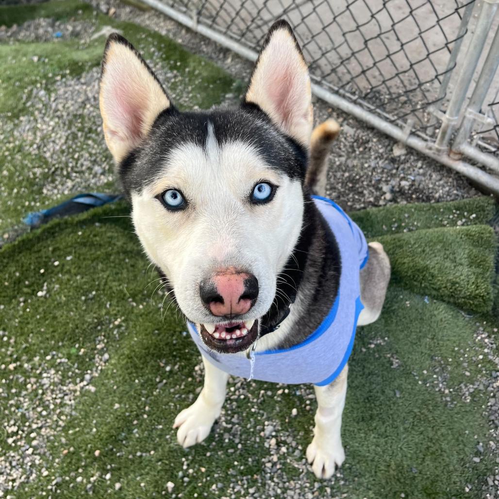Ocean, Adoptable, Adult Male Husky & Cane Corso.