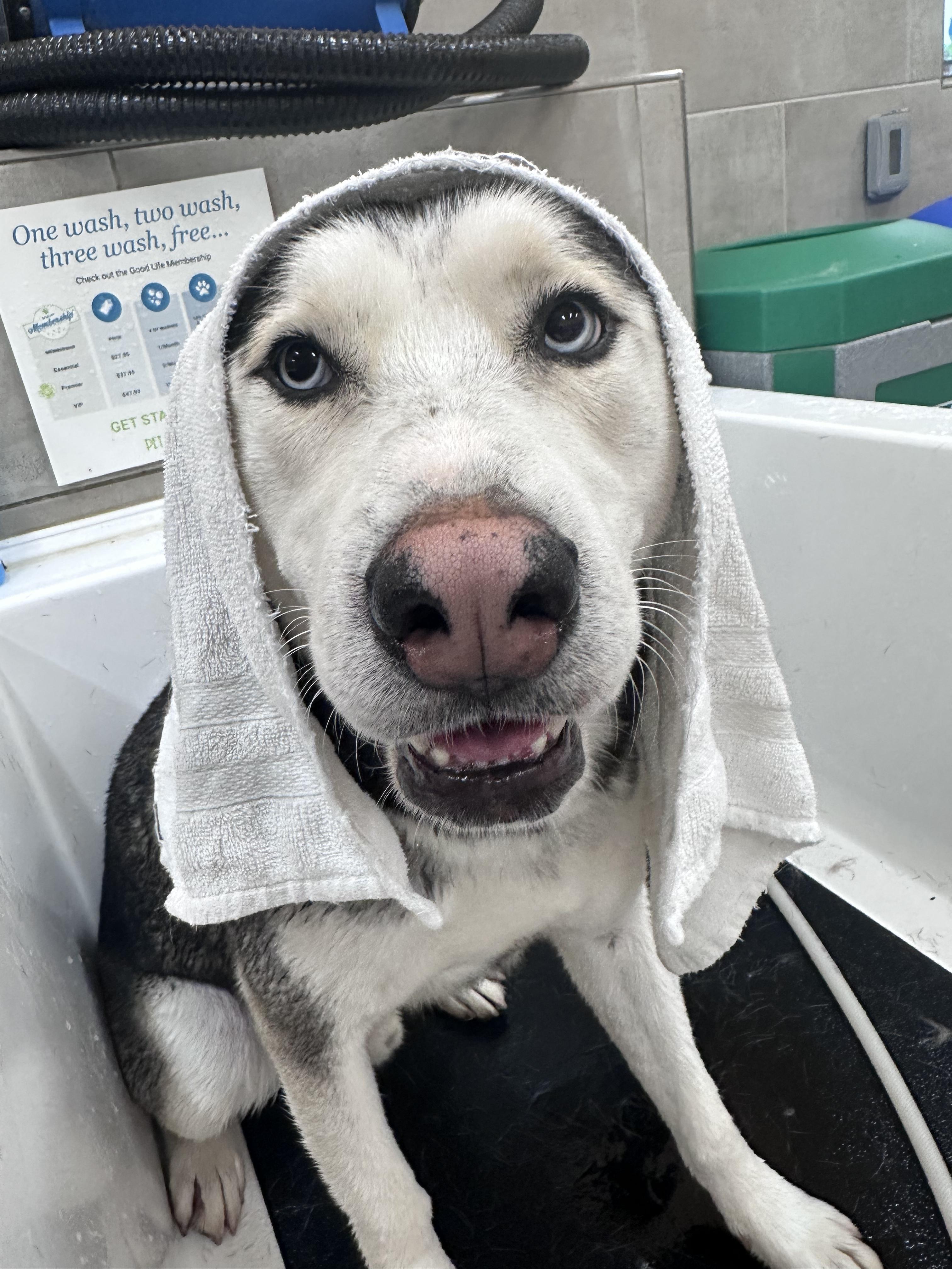 Ocean, a ADOPTABLE mixed breed in Seattle, WA image 3/6