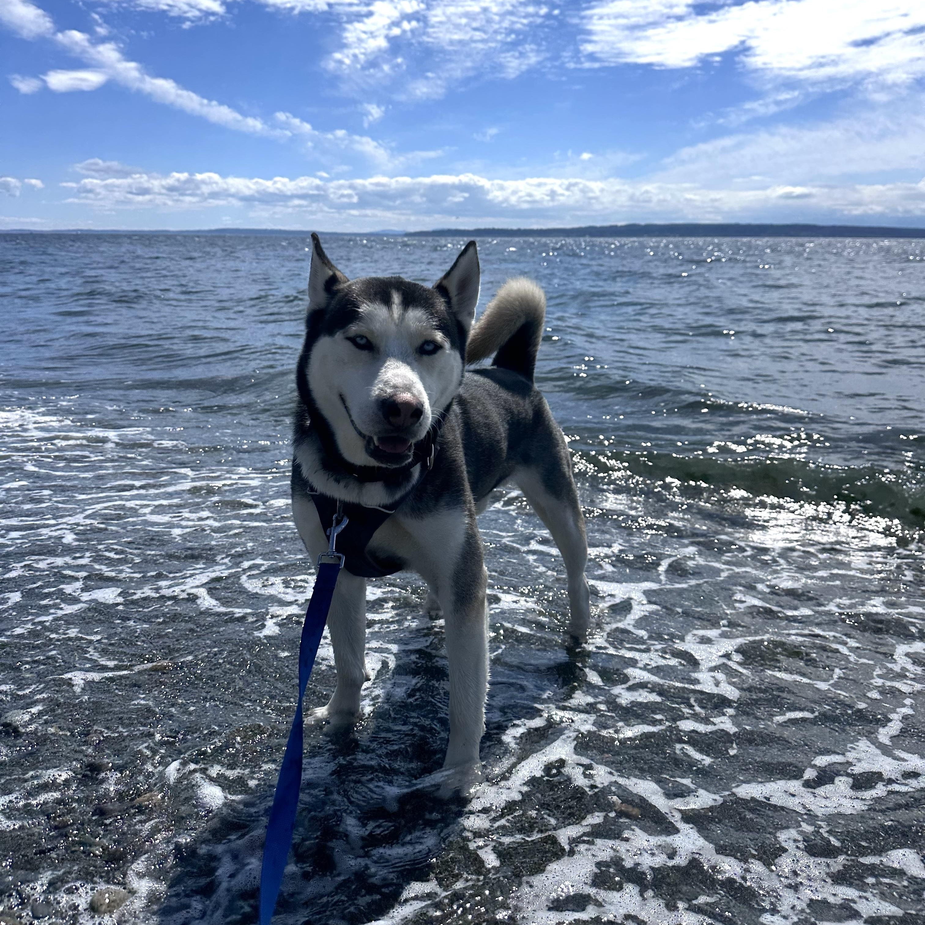 Enlarge Ocean, a Adoptable mixed breed in Seattle, WA image 2/6